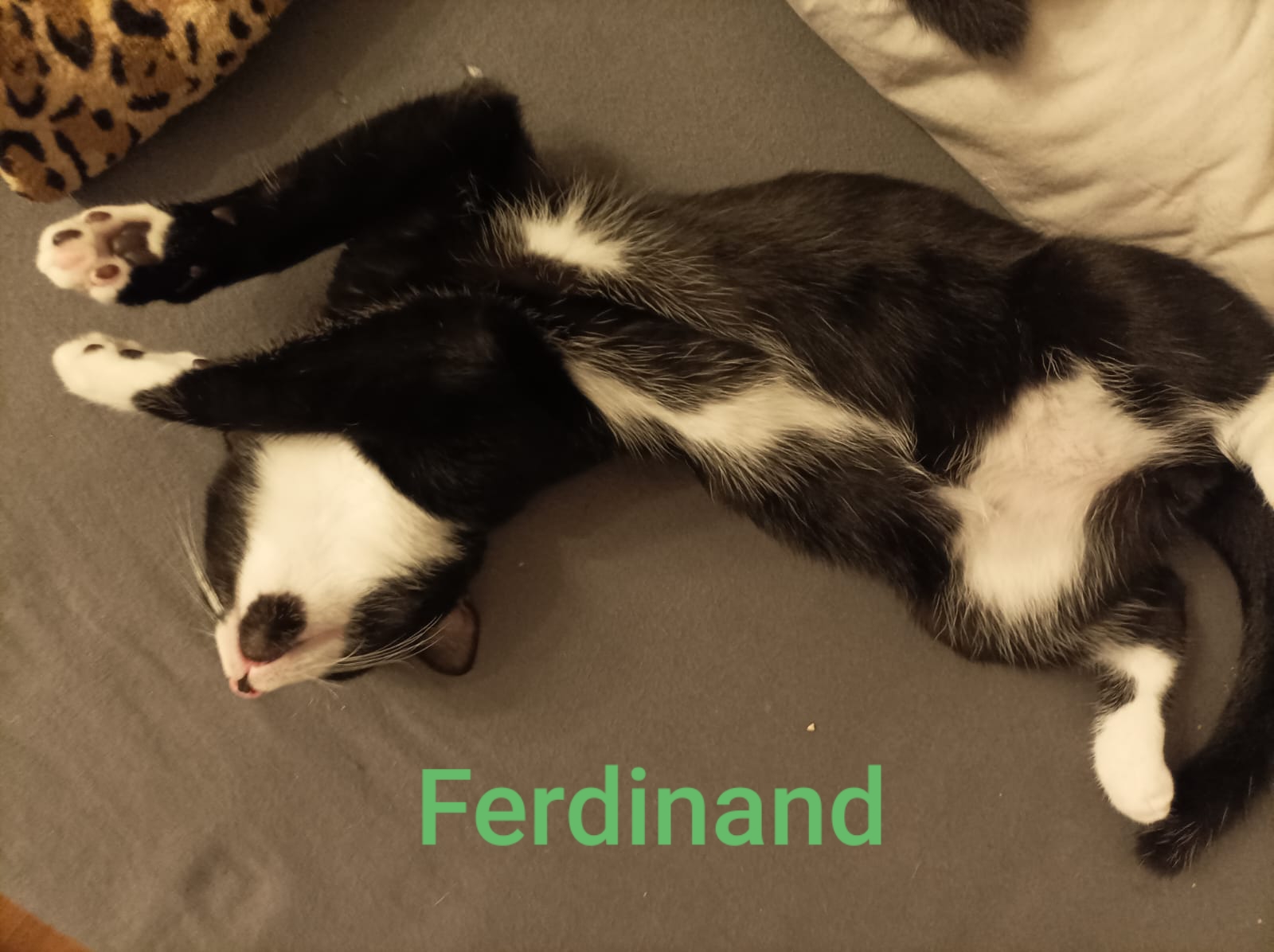 Ferdinand und Fienchen