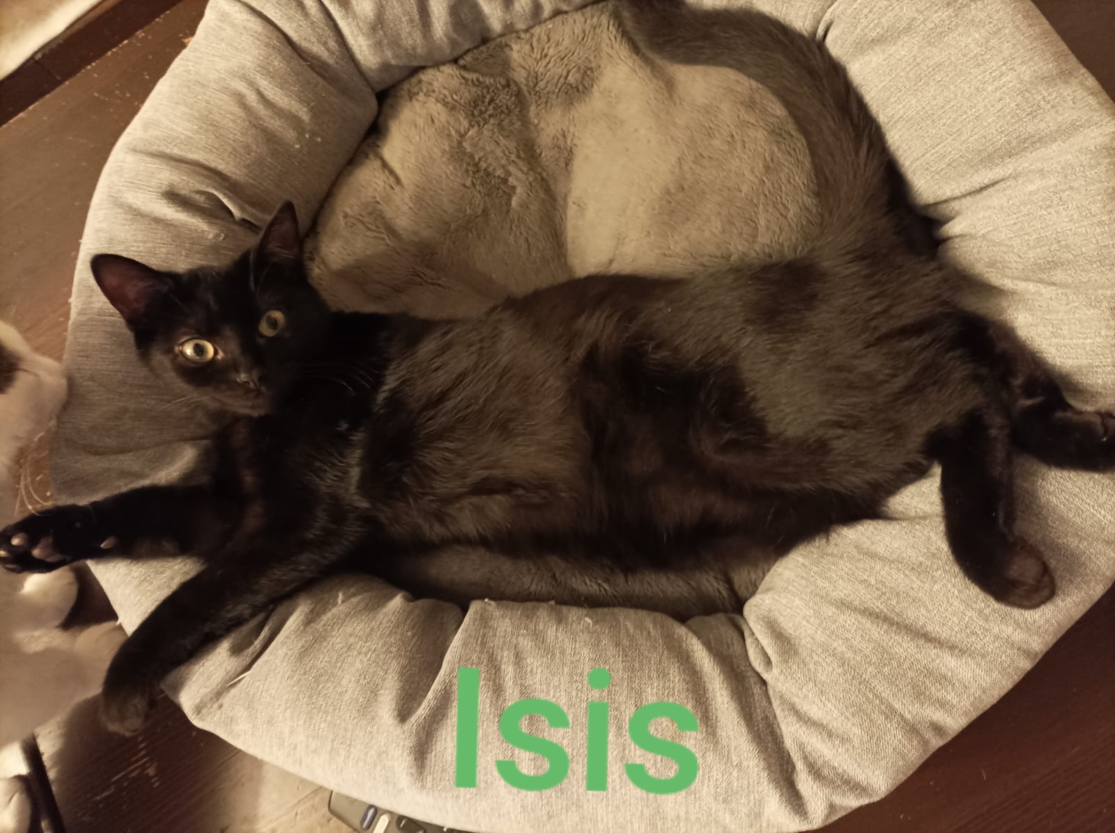 Isis und Holly