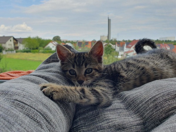 Tiger Katzenkinder