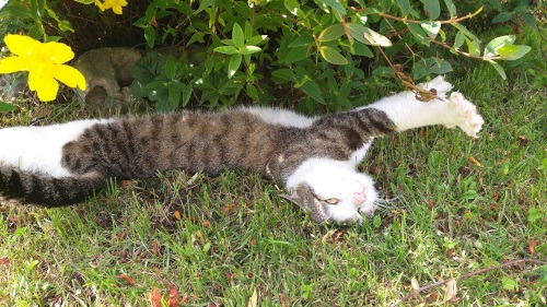 Gizmo der TIger mit mehr weiß streckt sich