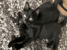 Alphonse und Gilbert zwei schwarze Katzenbrüder